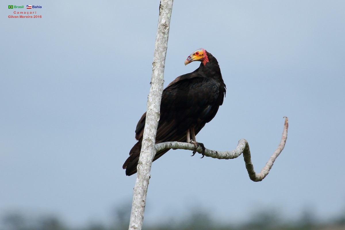 Lesser Yellow-headed Vulture - Gilvan Moreira