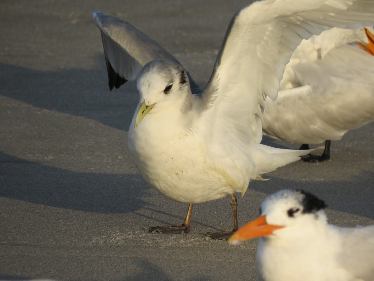 Black-legged Kittiwake - ML513252121