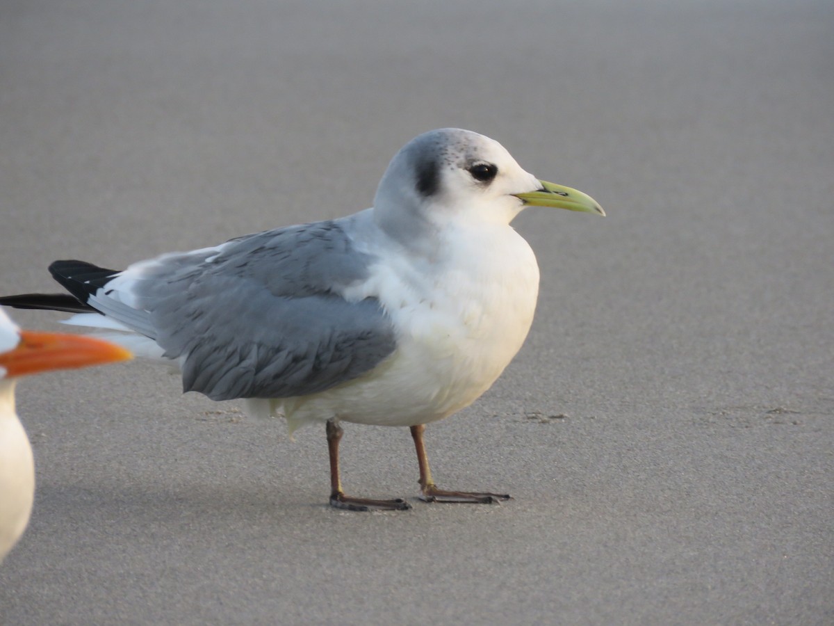 Black-legged Kittiwake - ML513252131