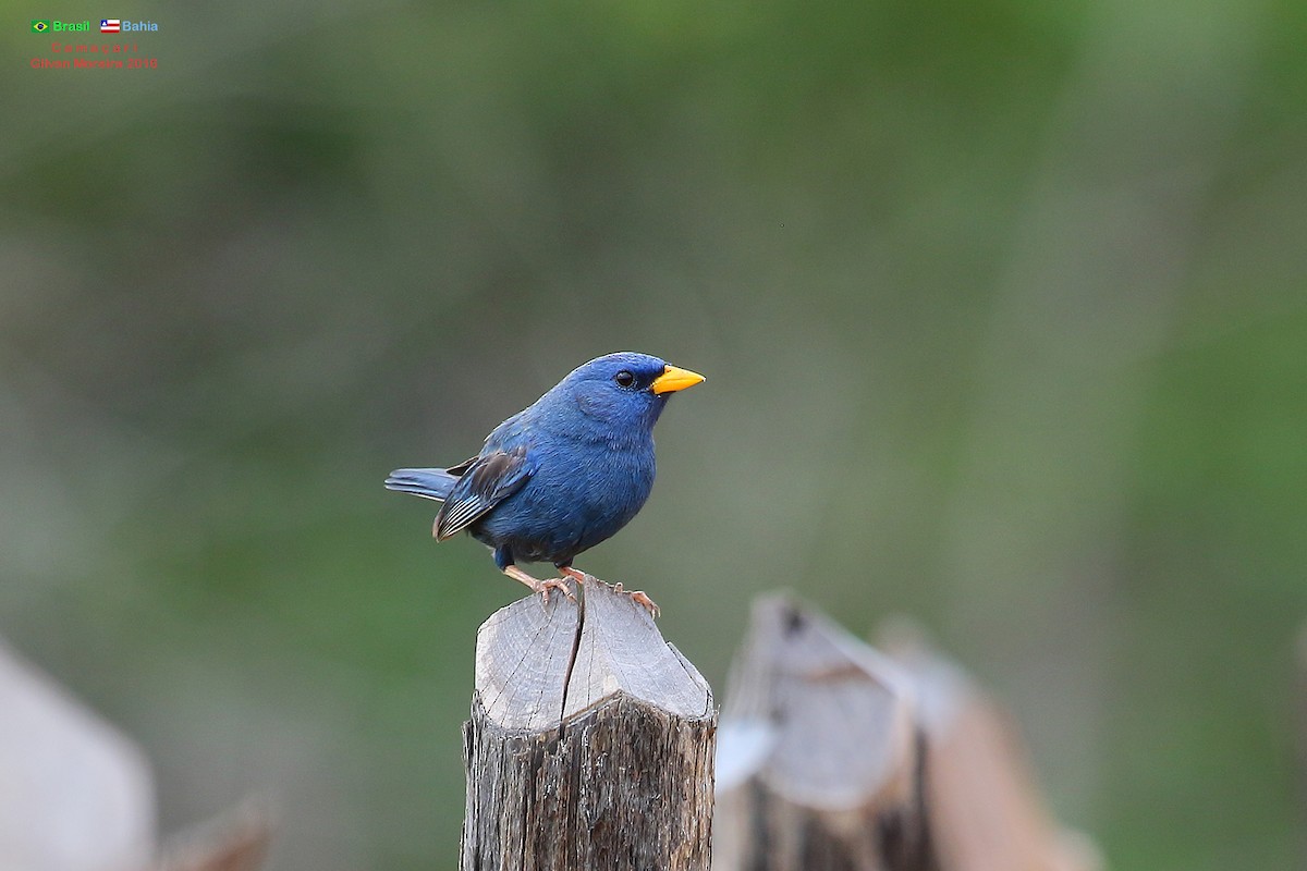 Blue Finch - ML513252141