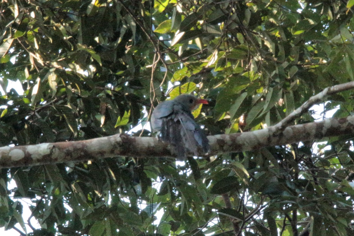 Red-billed Malkoha - ML51325261