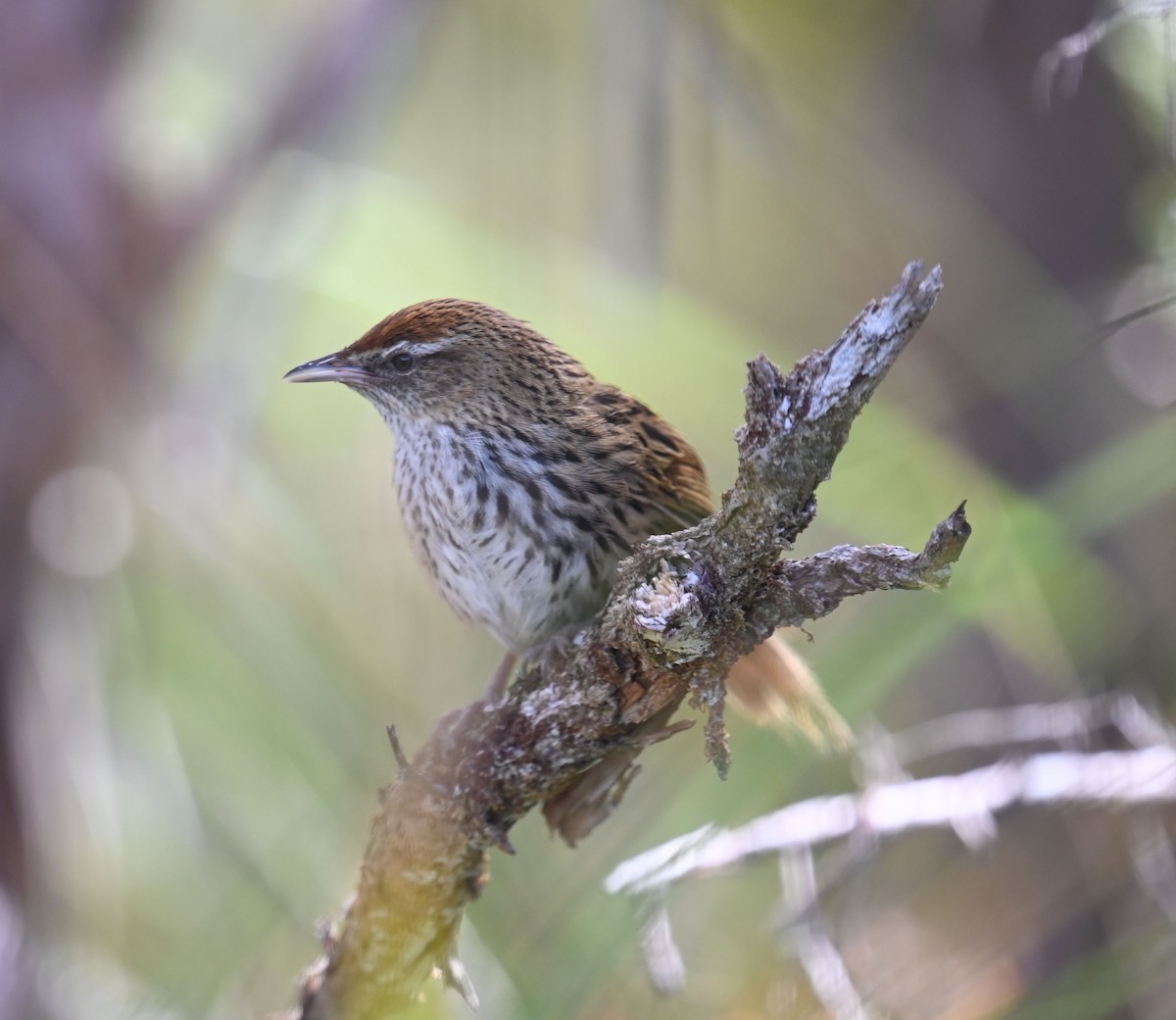New Zealand Fernbird - ML513252941