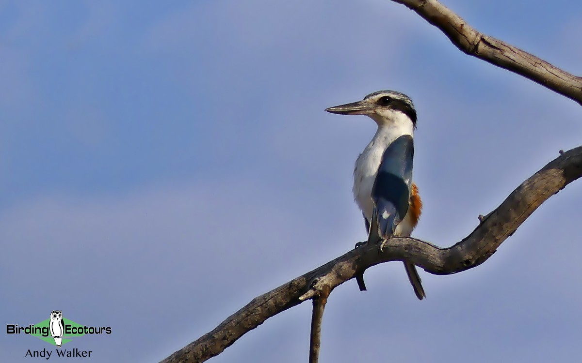 Red-backed Kingfisher - ML513253721