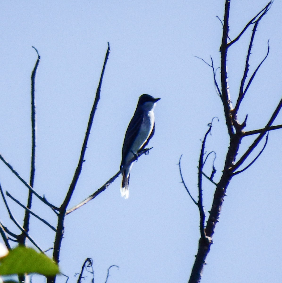 Eastern Kingbird - ML51325531