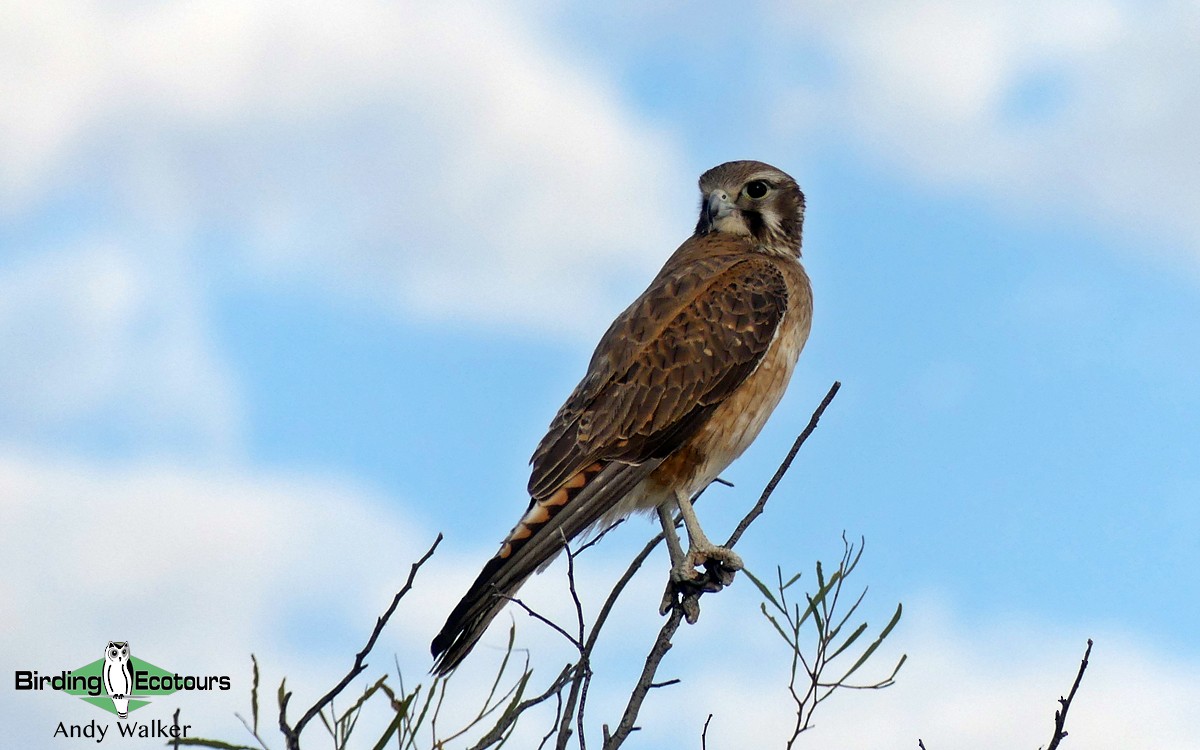 Brown Falcon - ML513255461