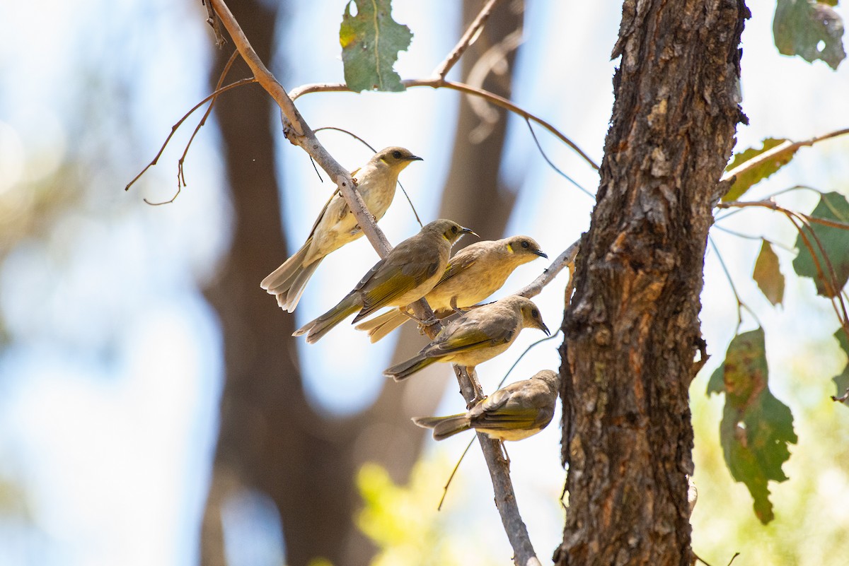 Fuscous Honeyeater - ML513256261