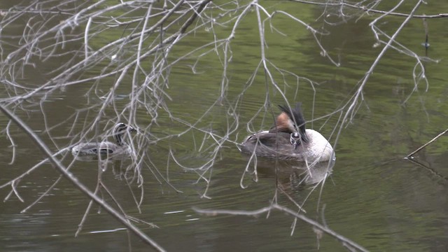 Great Crested Grebe - ML513258201