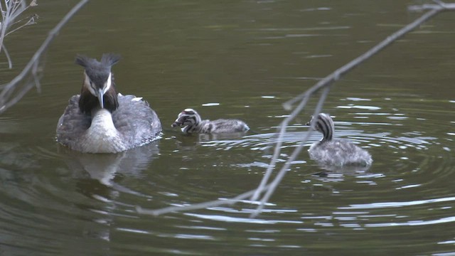 Great Crested Grebe - ML513258221