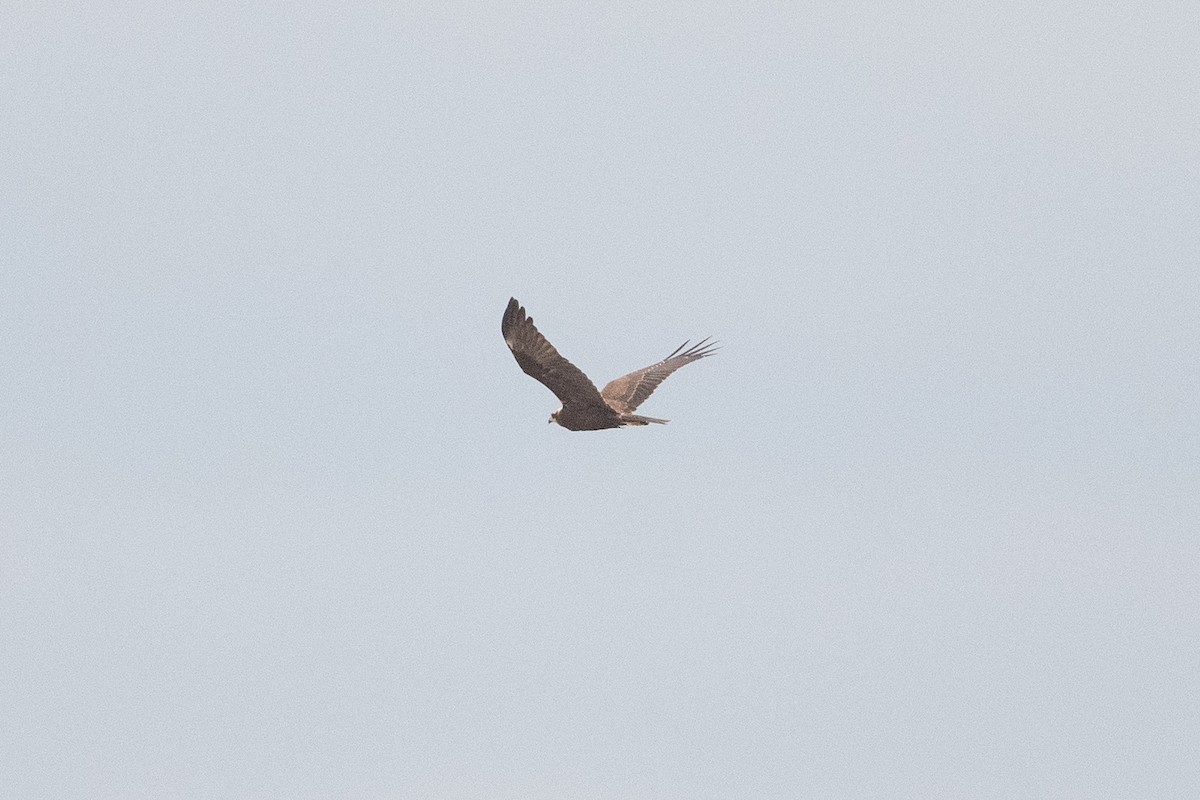 Falco di palude - ML513259121