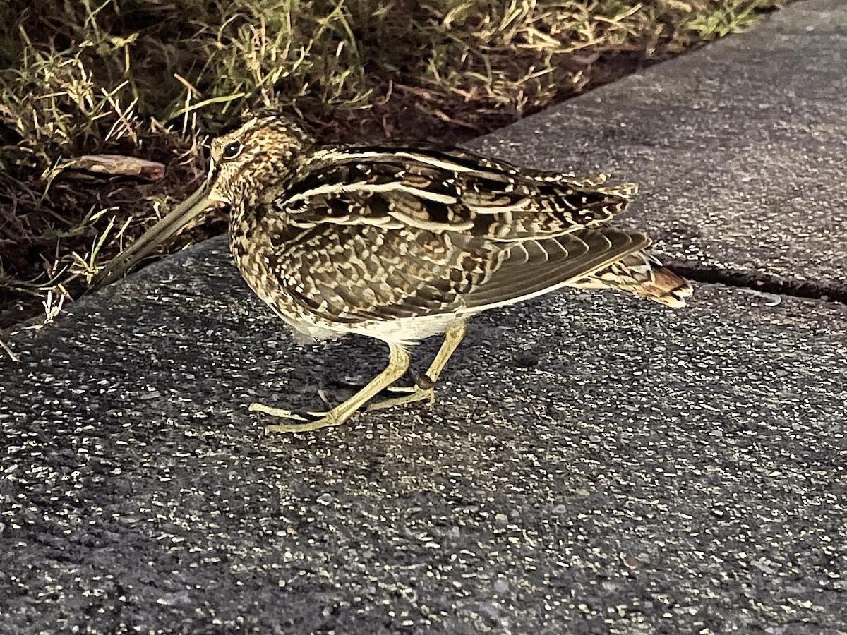 Wilson's Snipe - ML513259181