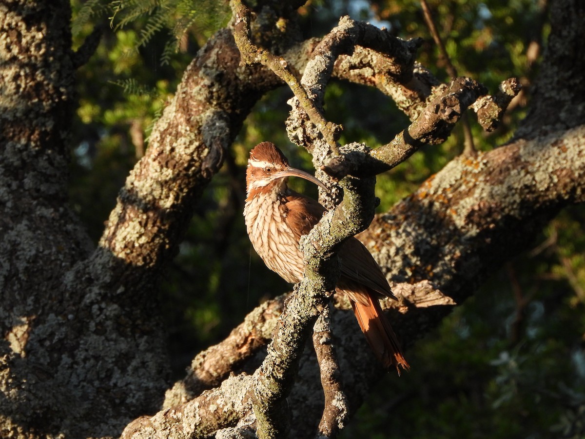 Scimitar-billed Woodcreeper - ML513262941