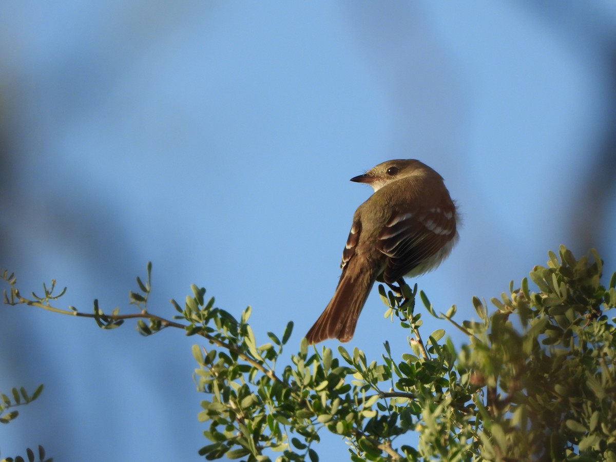 White-crested Elaenia - ML513263111