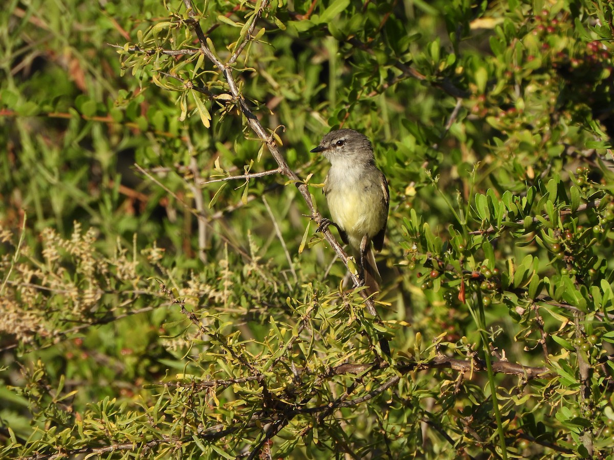 Straneck's Tyrannulet - ML513263391