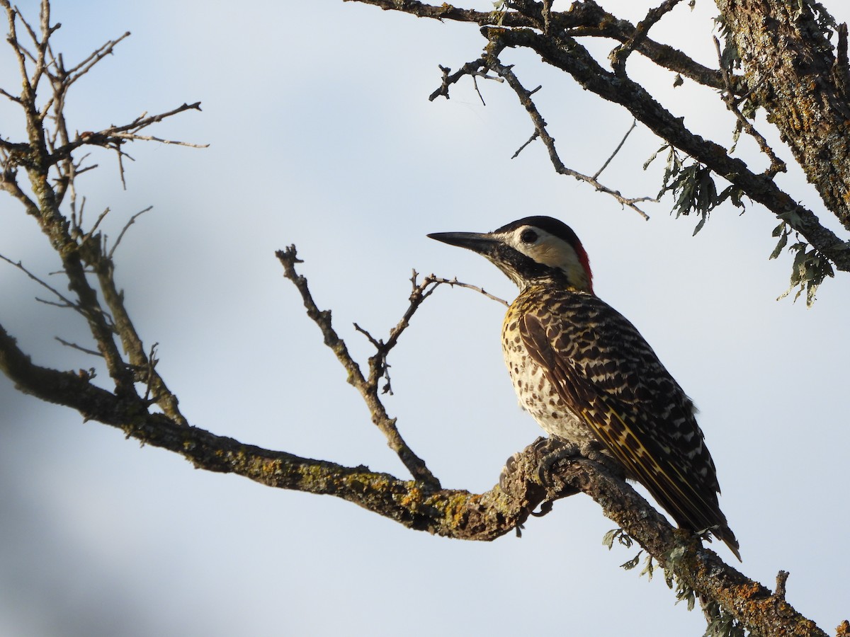 Green-barred Woodpecker - ML513263421