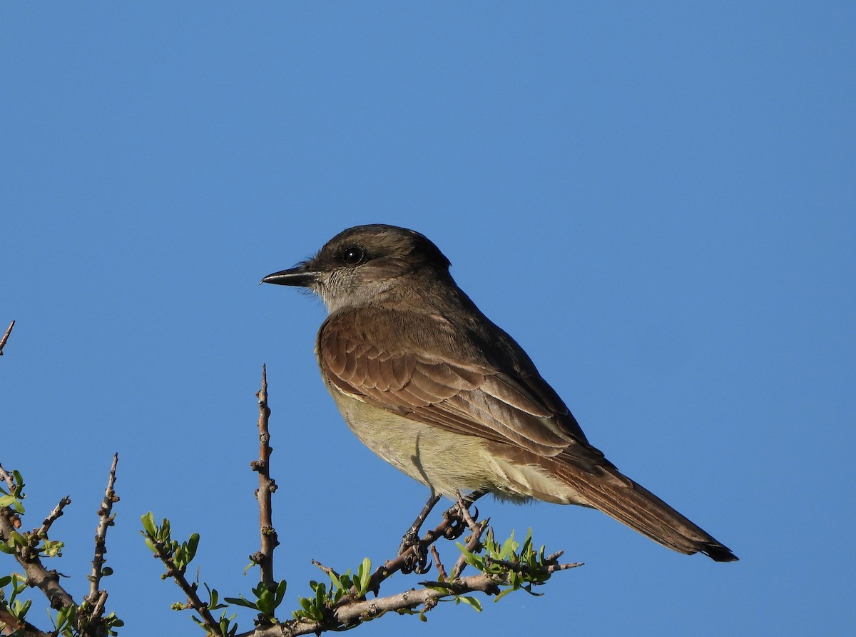 Crowned Slaty Flycatcher - ML513263581