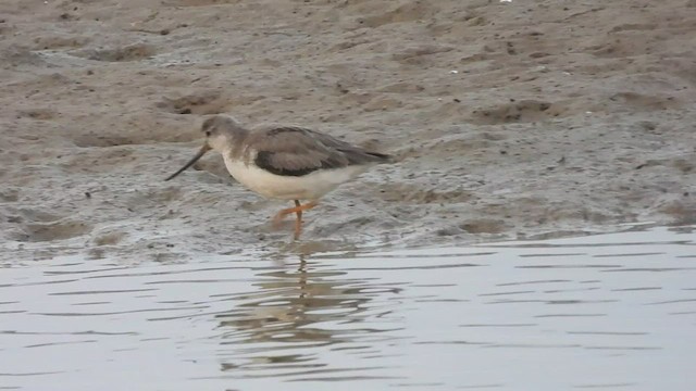 Terek Sandpiper - ML513263681