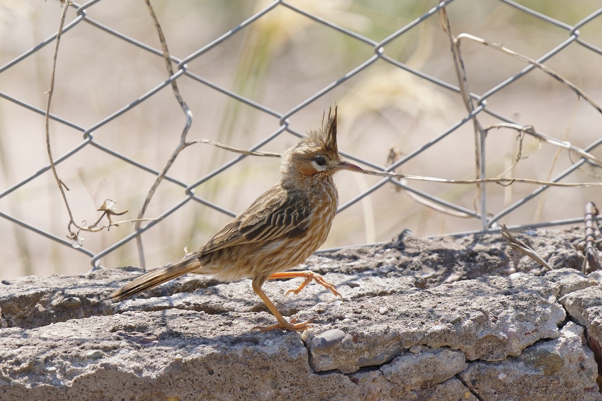 Lark-like Brushrunner - ML513263811