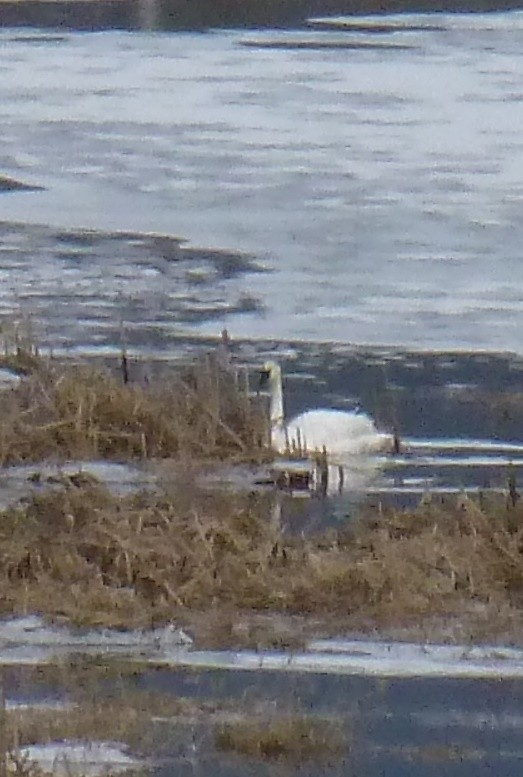 Trumpeter Swan - ML51326401