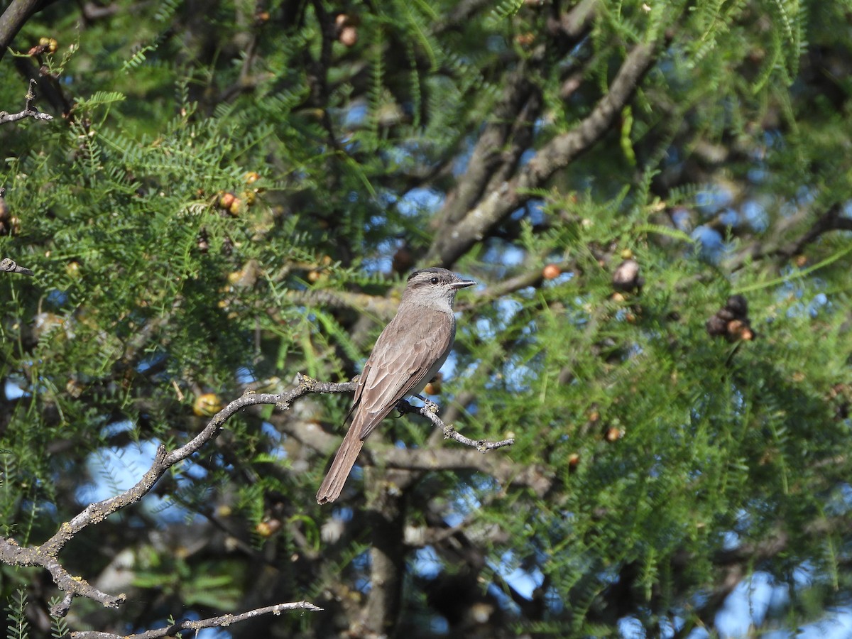 Crowned Slaty Flycatcher - ML513264231