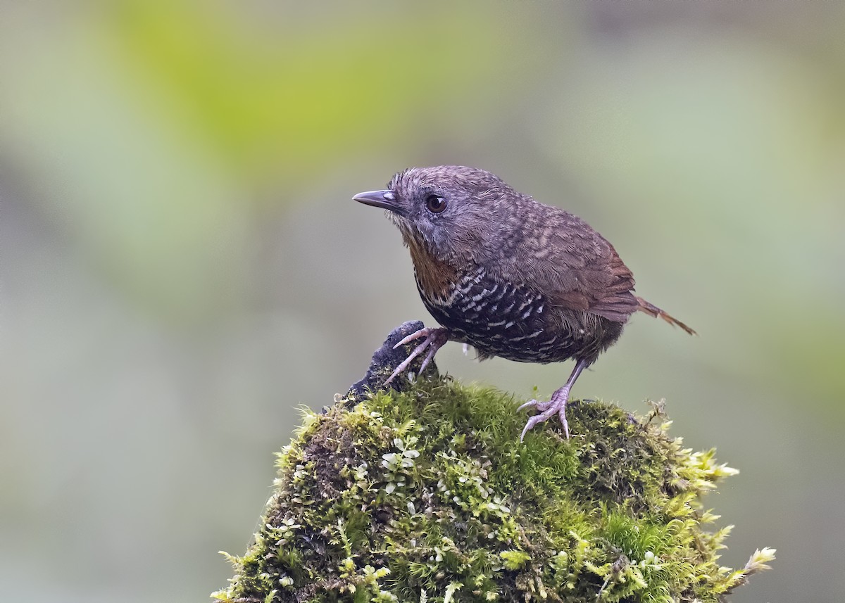 Mishmi Wren-Babbler - Arpit Bansal