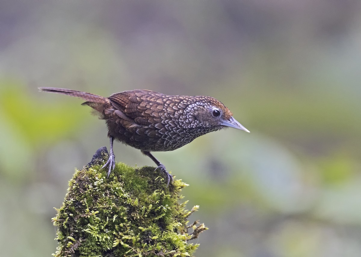 Cachar Wedge-billed Babbler - Arpit Bansal