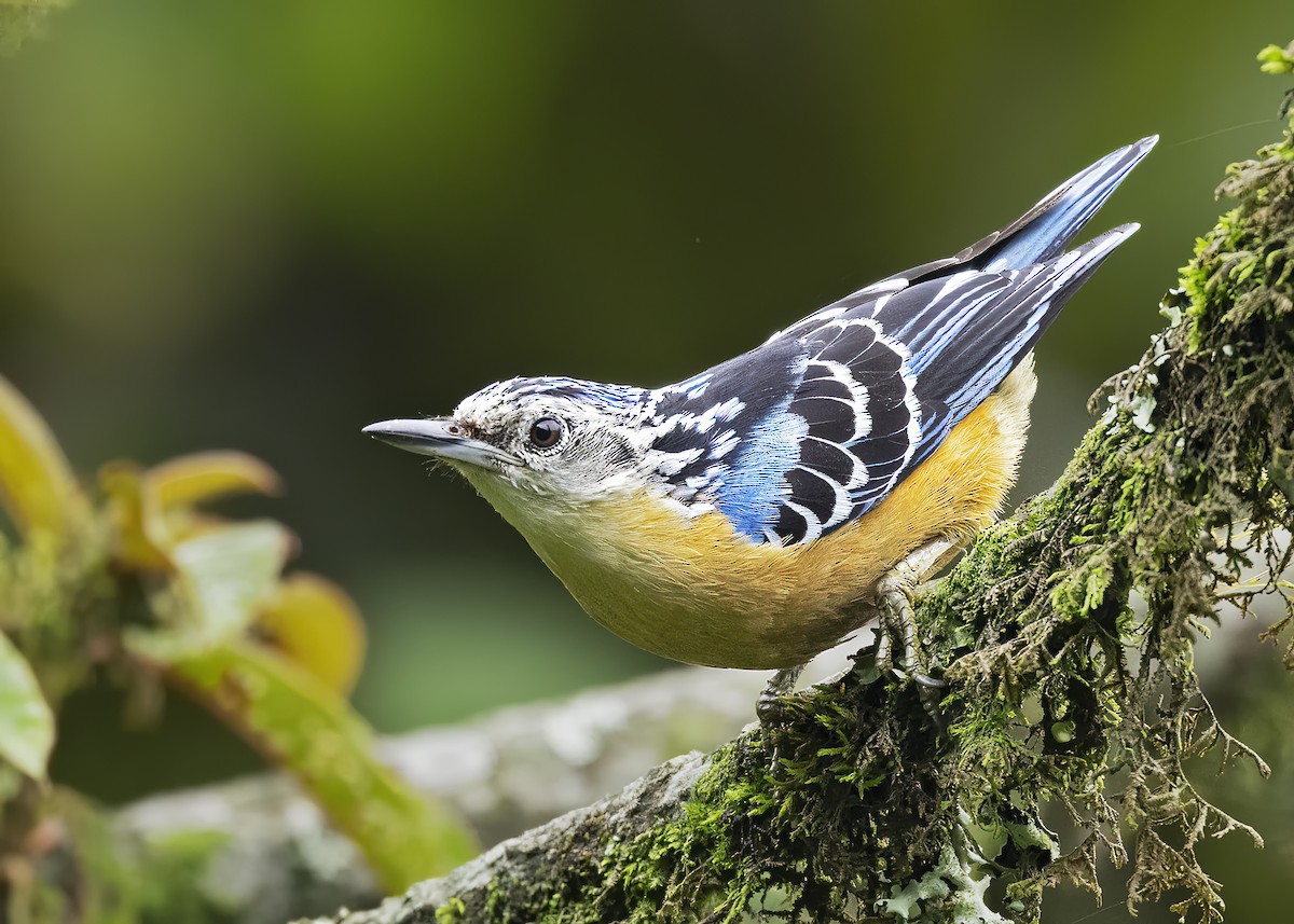Beautiful Nuthatch - Arpit Bansal