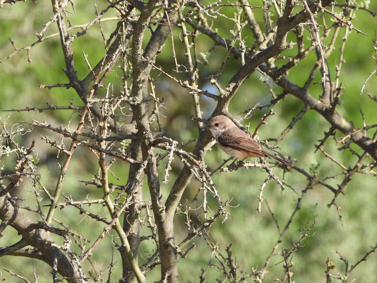 Vermilion Flycatcher - ML513264931