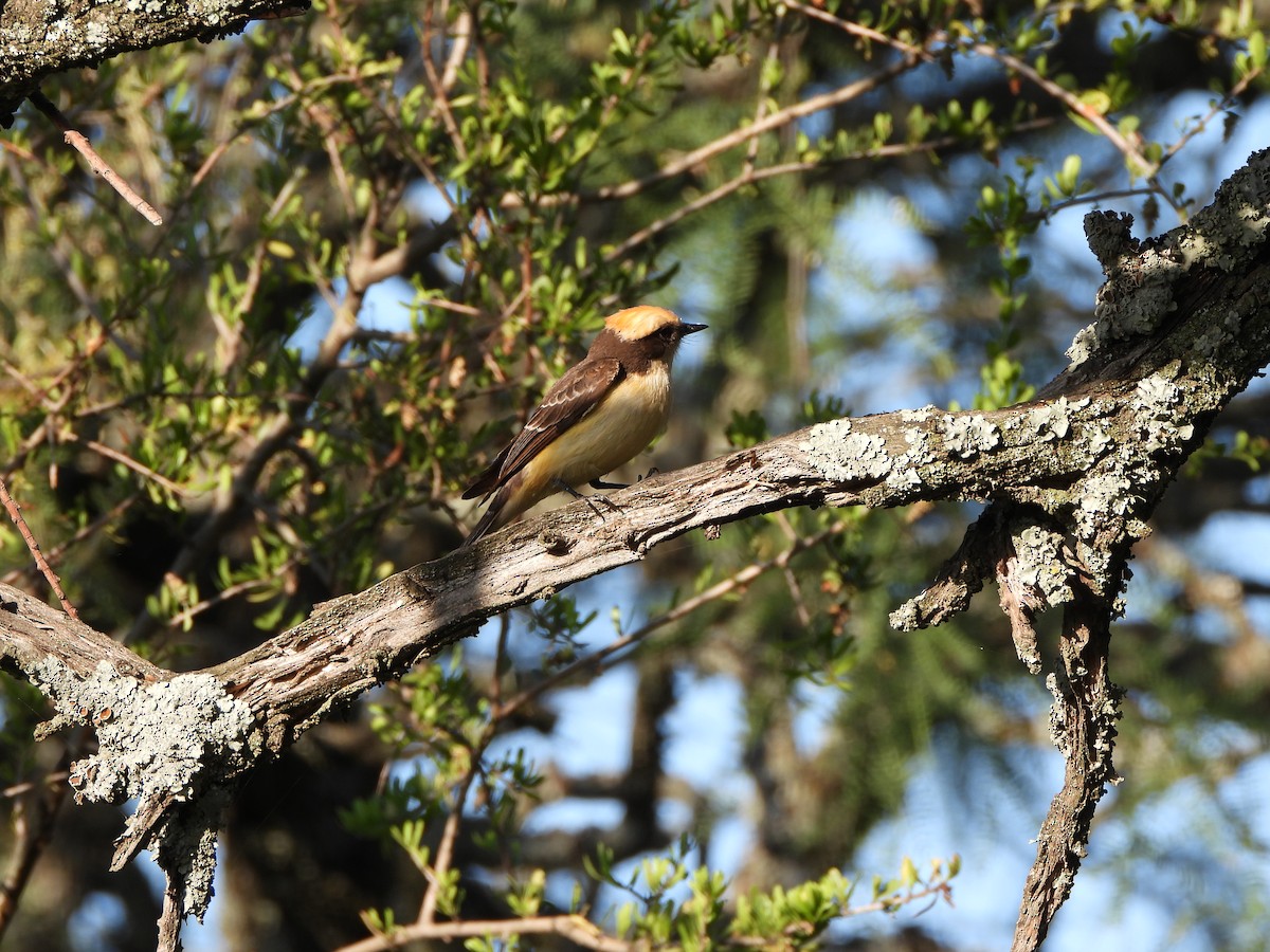 Vermilion Flycatcher - ML513264941