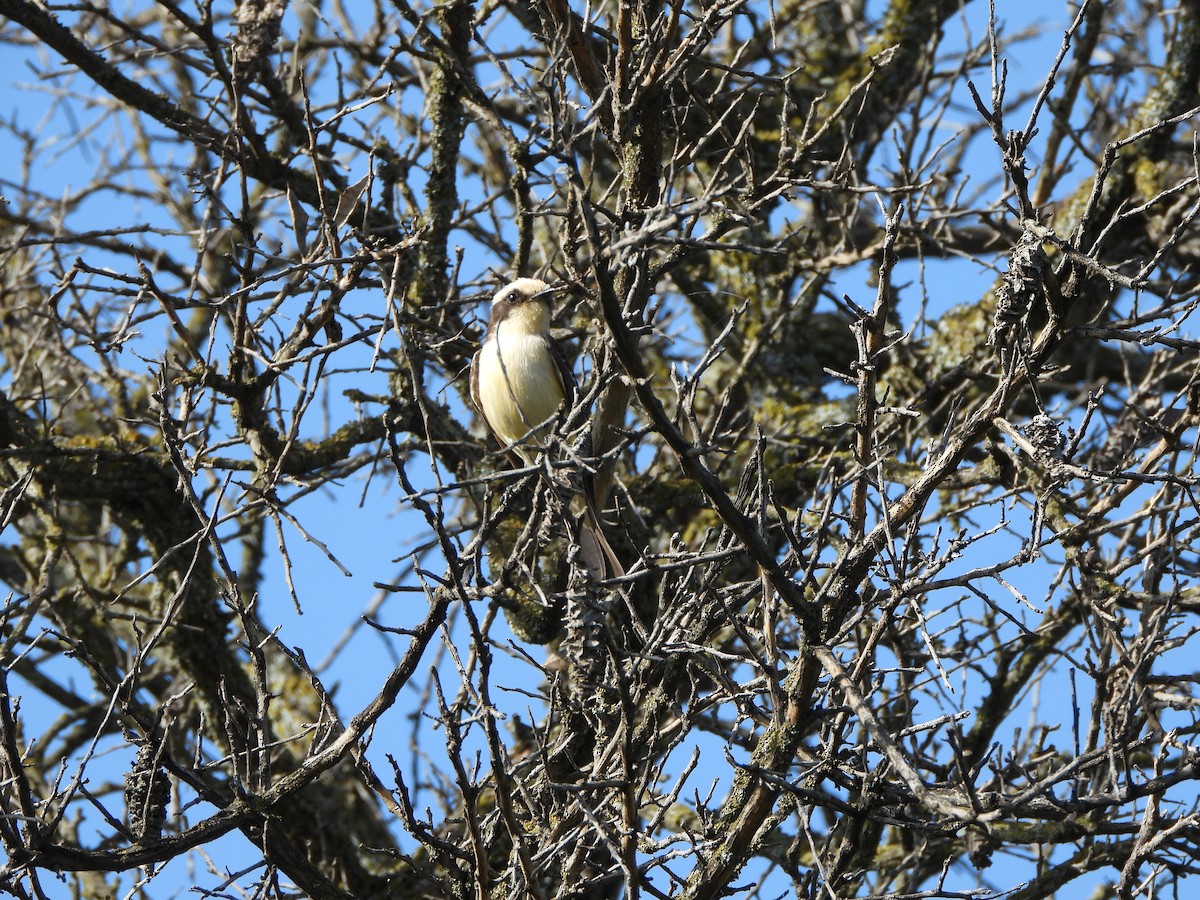 Vermilion Flycatcher - ML513264951