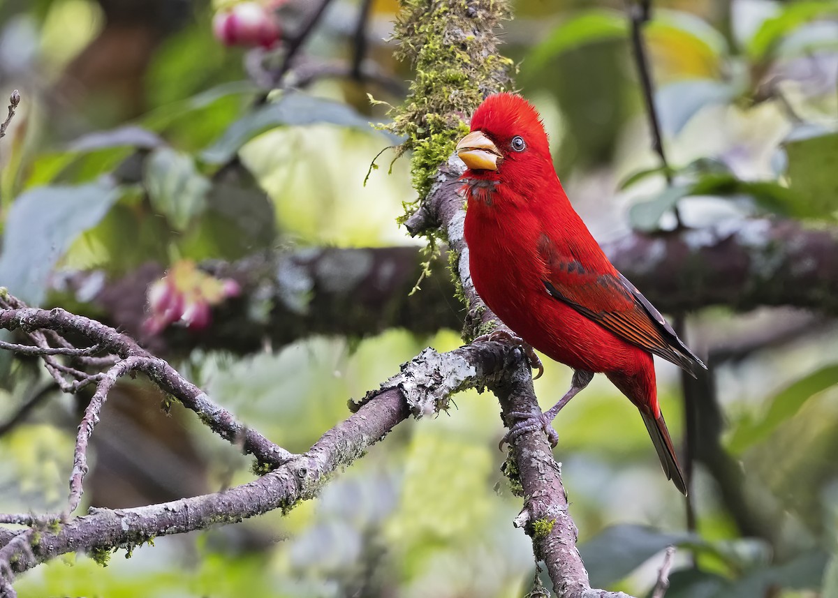 Scarlet Finch - ML513265041