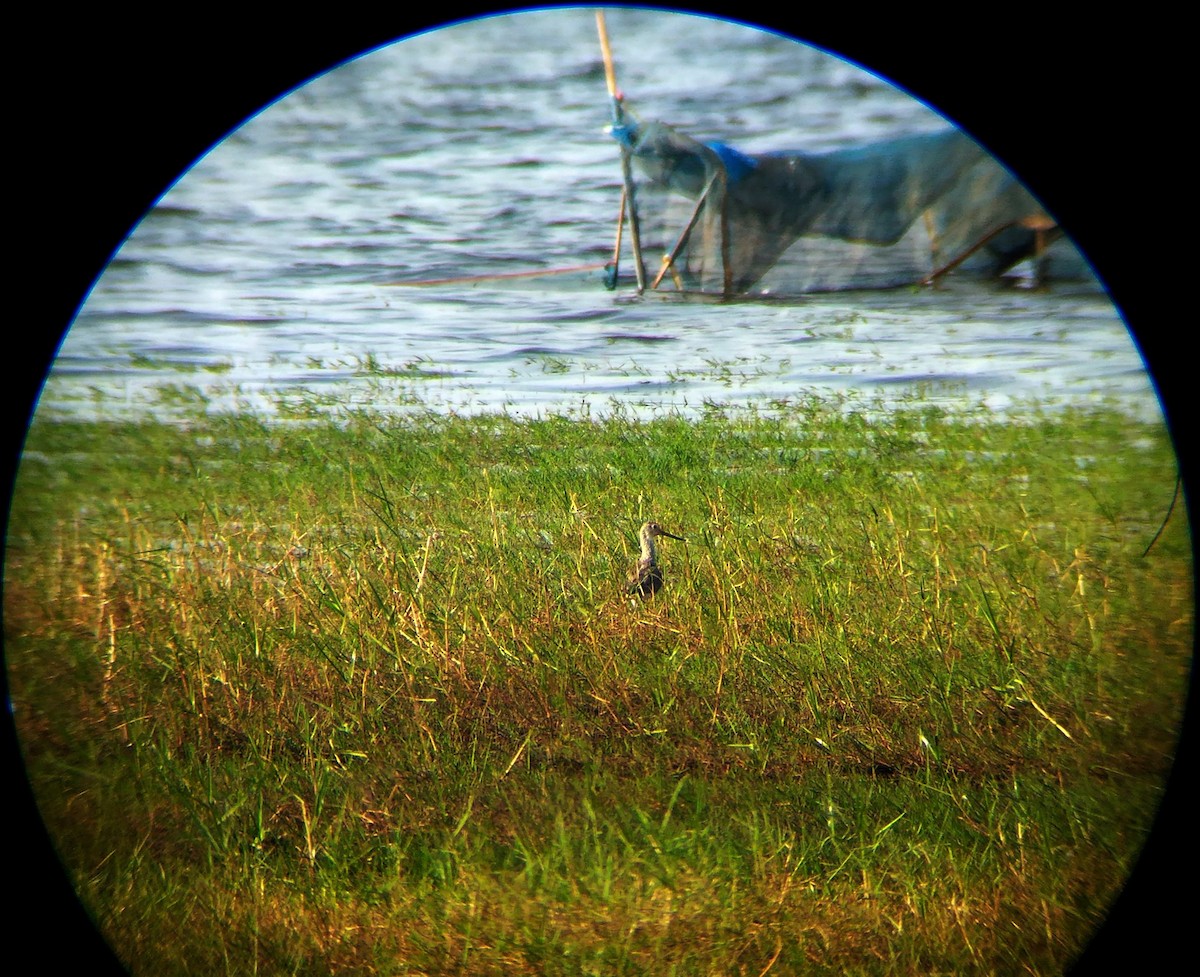 Common Greenshank - ML513265341