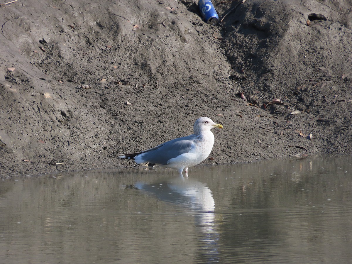 Herring Gull (Vega) - Mingyun Seo