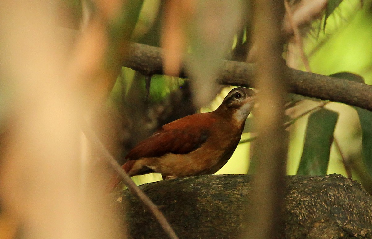 Pale-billed Hornero - ML513267761