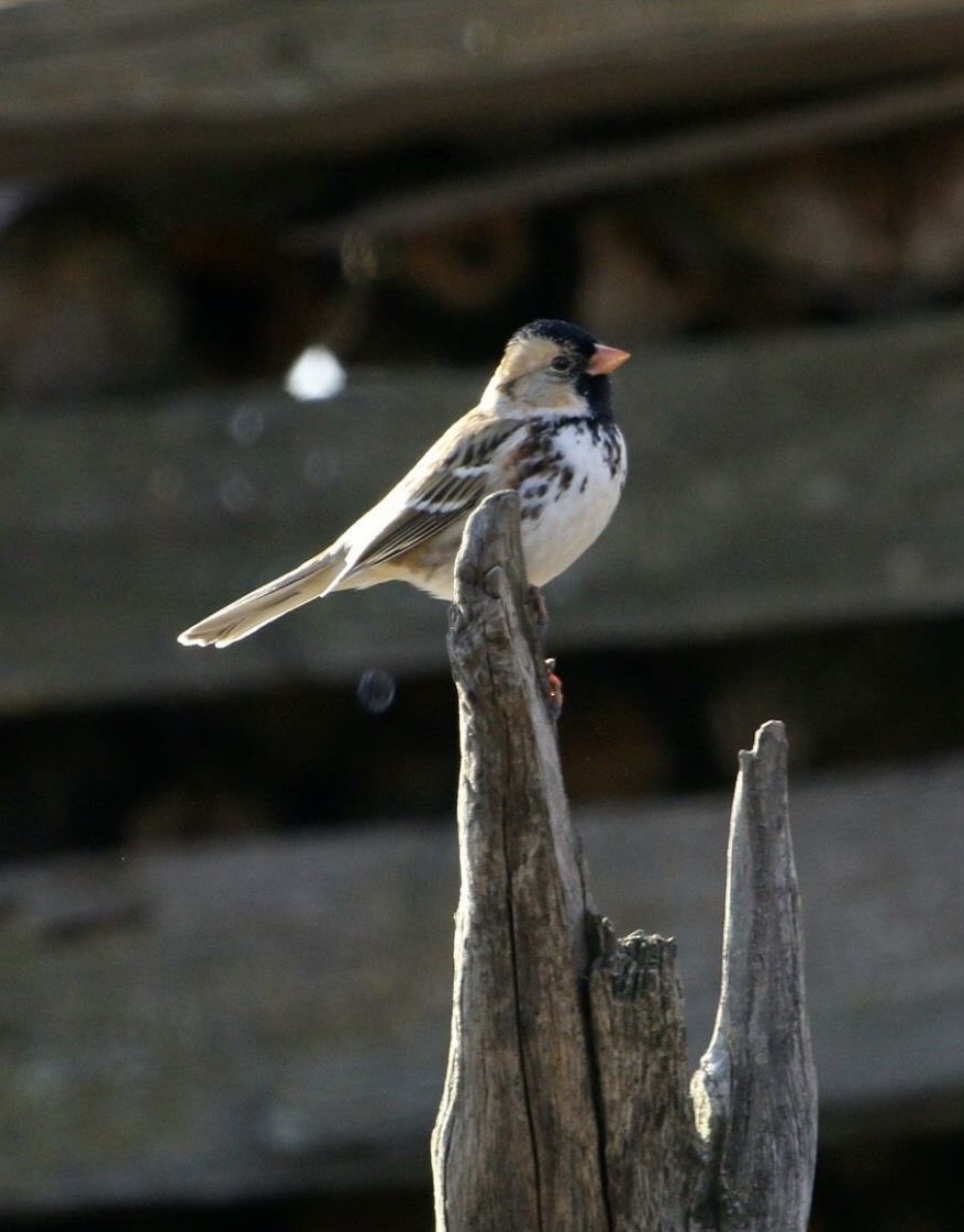 Harris's Sparrow - Mark Penninger