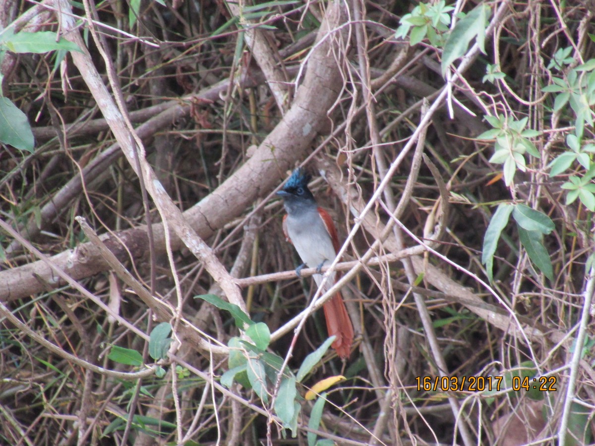 Indian Paradise-Flycatcher - ML51327021