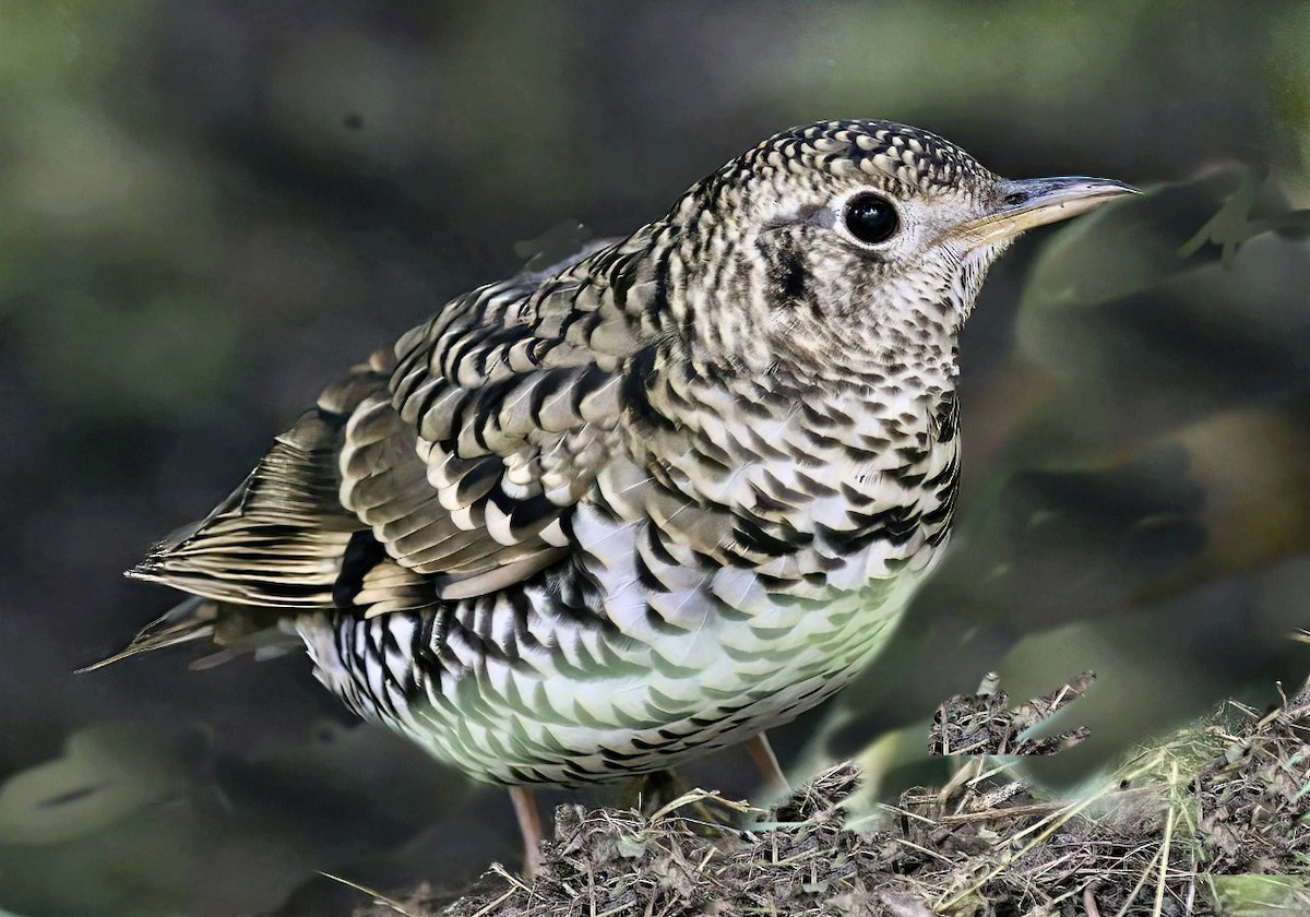 Scaly Thrush - ML513270351