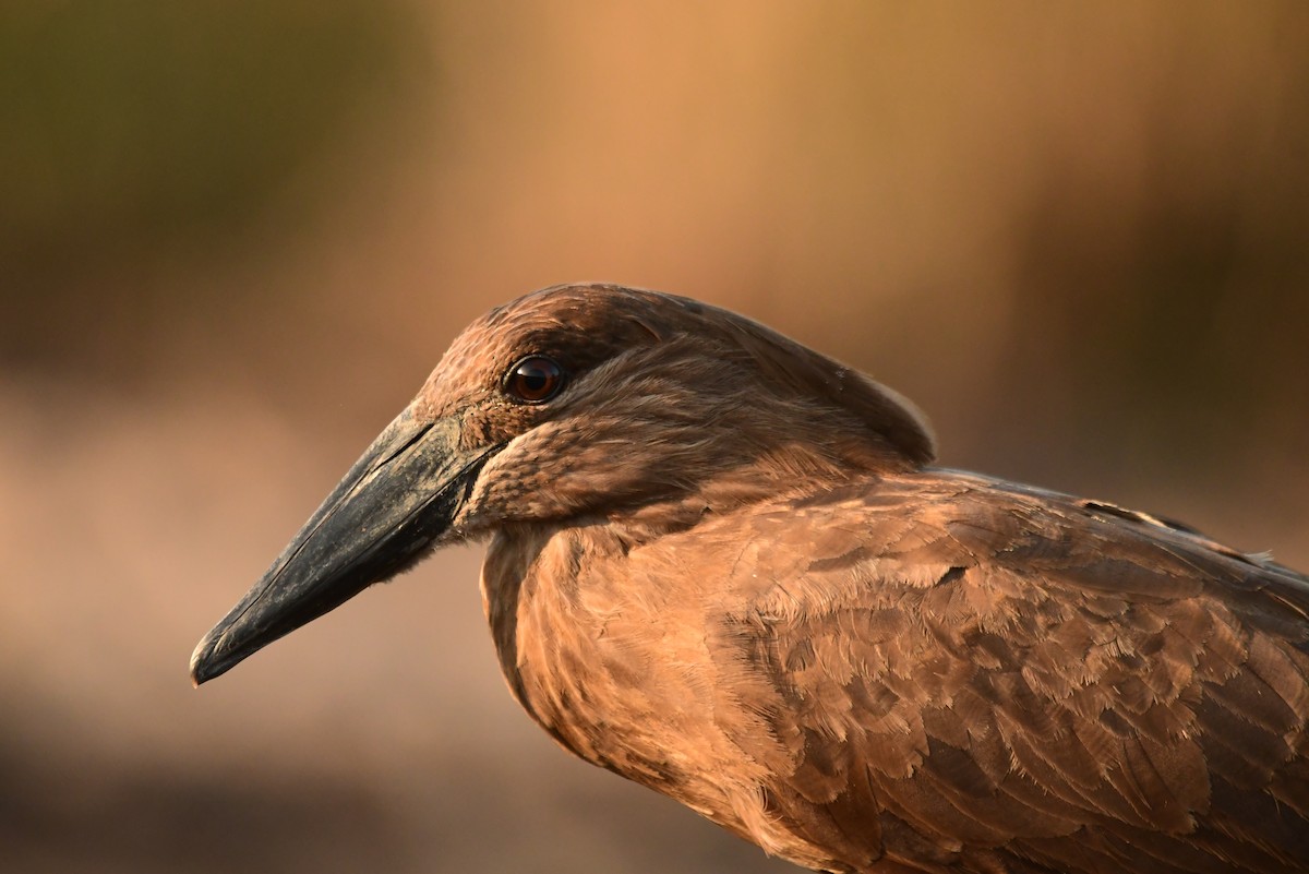 Hamerkop - ML513270811