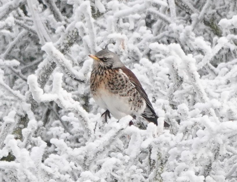 Fieldfare - ML513271921