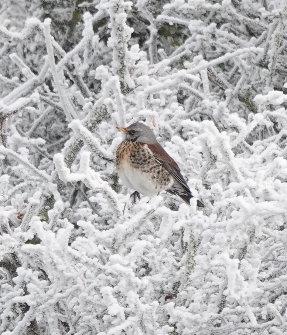 Fieldfare - ML513271931