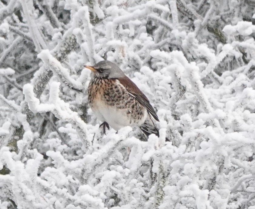 Fieldfare - ML513271941