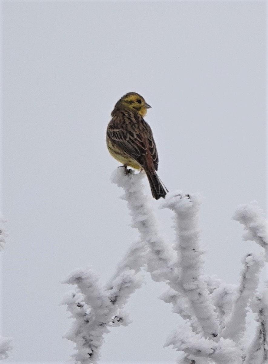 Вівсянка звичайна - ML513272111