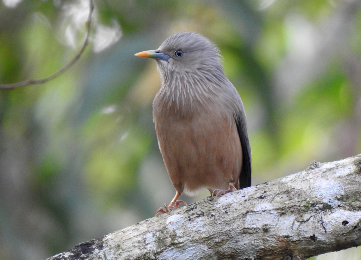 Chestnut-tailed Starling - ML513272771