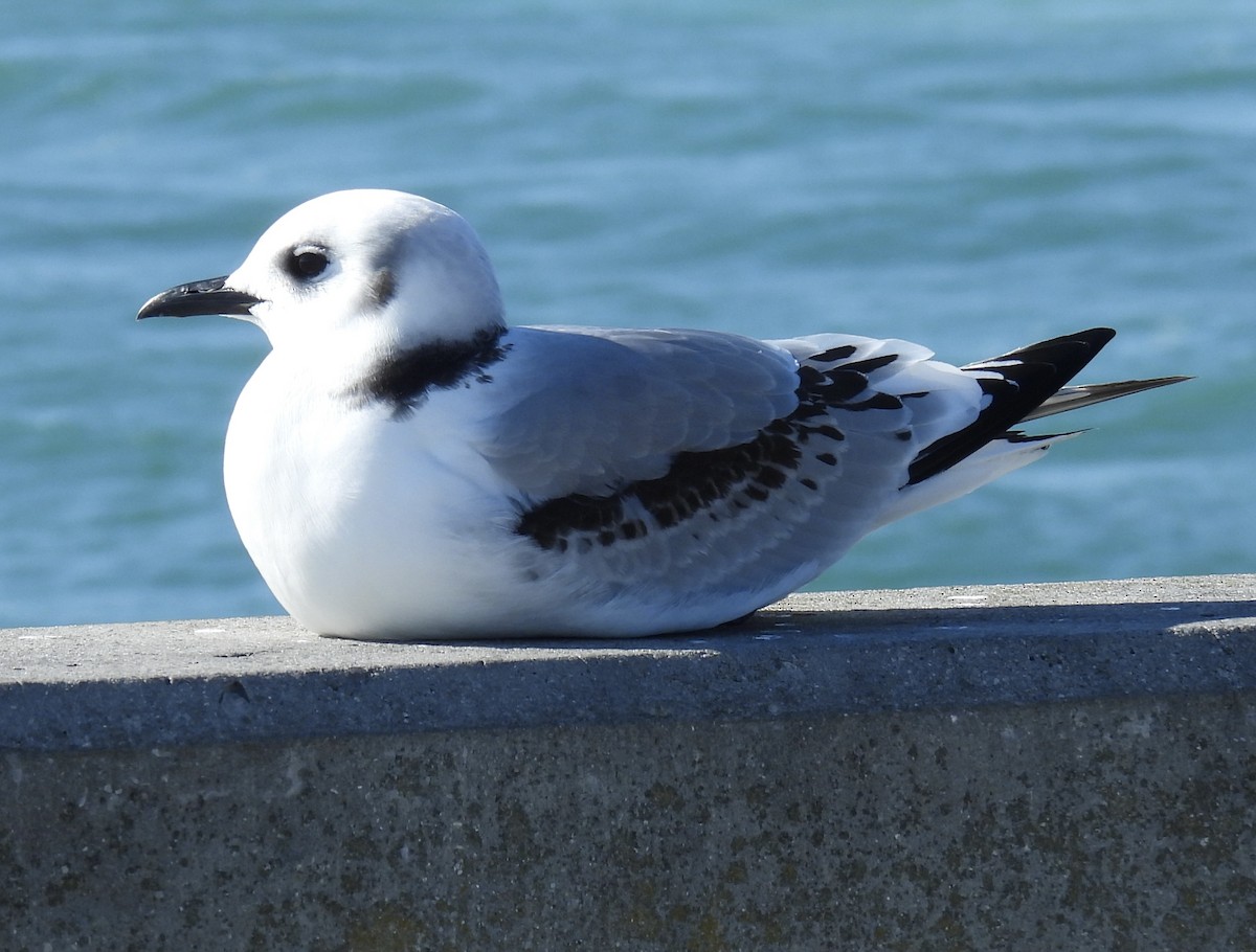 Mouette tridactyle - ML513272921