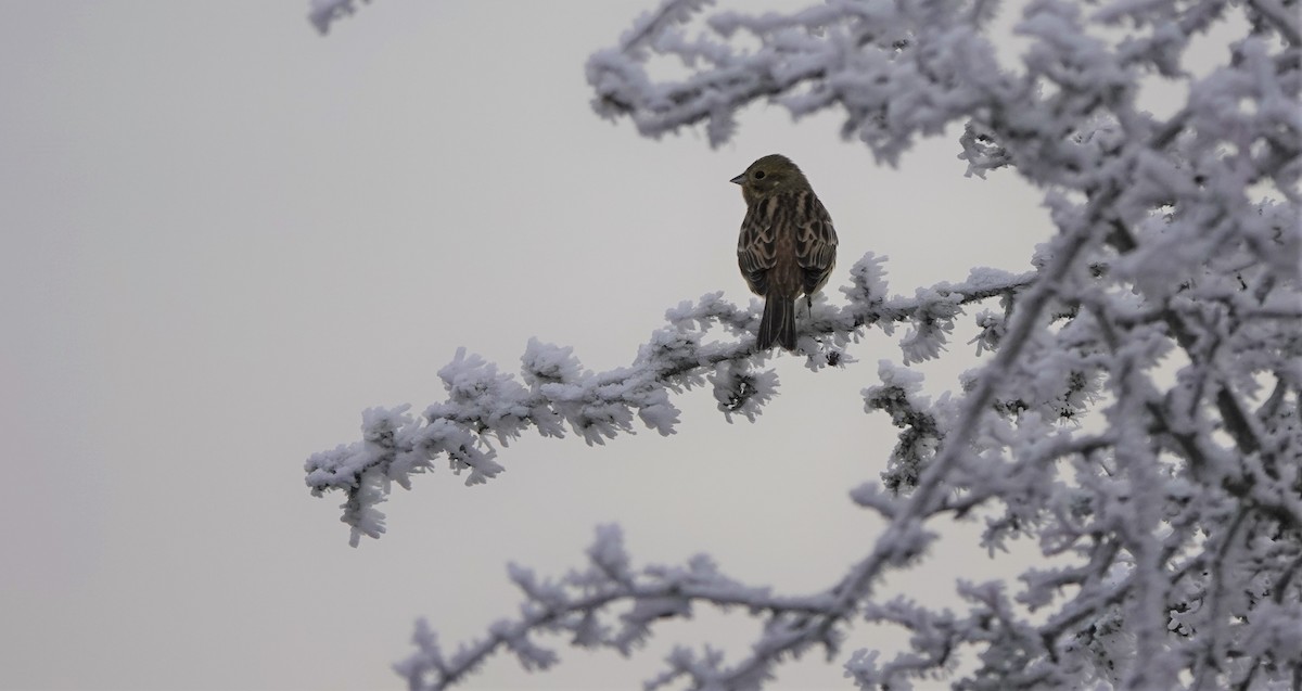 Reed Bunting - ML513272931