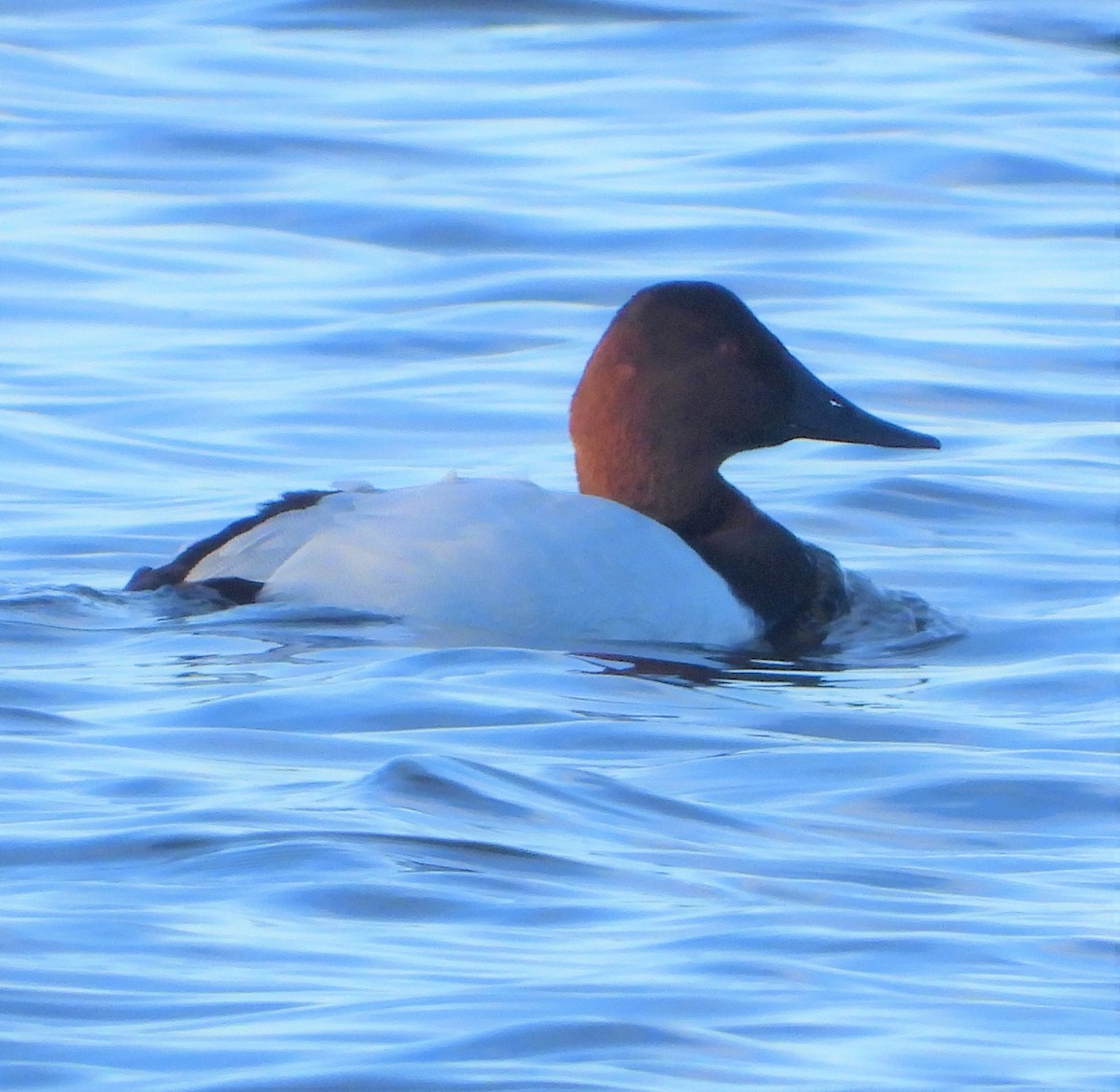 Canvasback - ML513273081