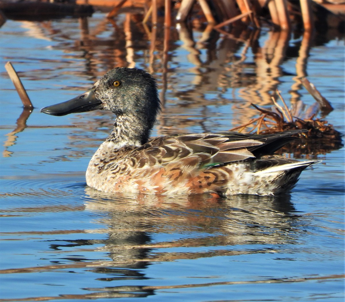 Northern Shoveler - ML513273531