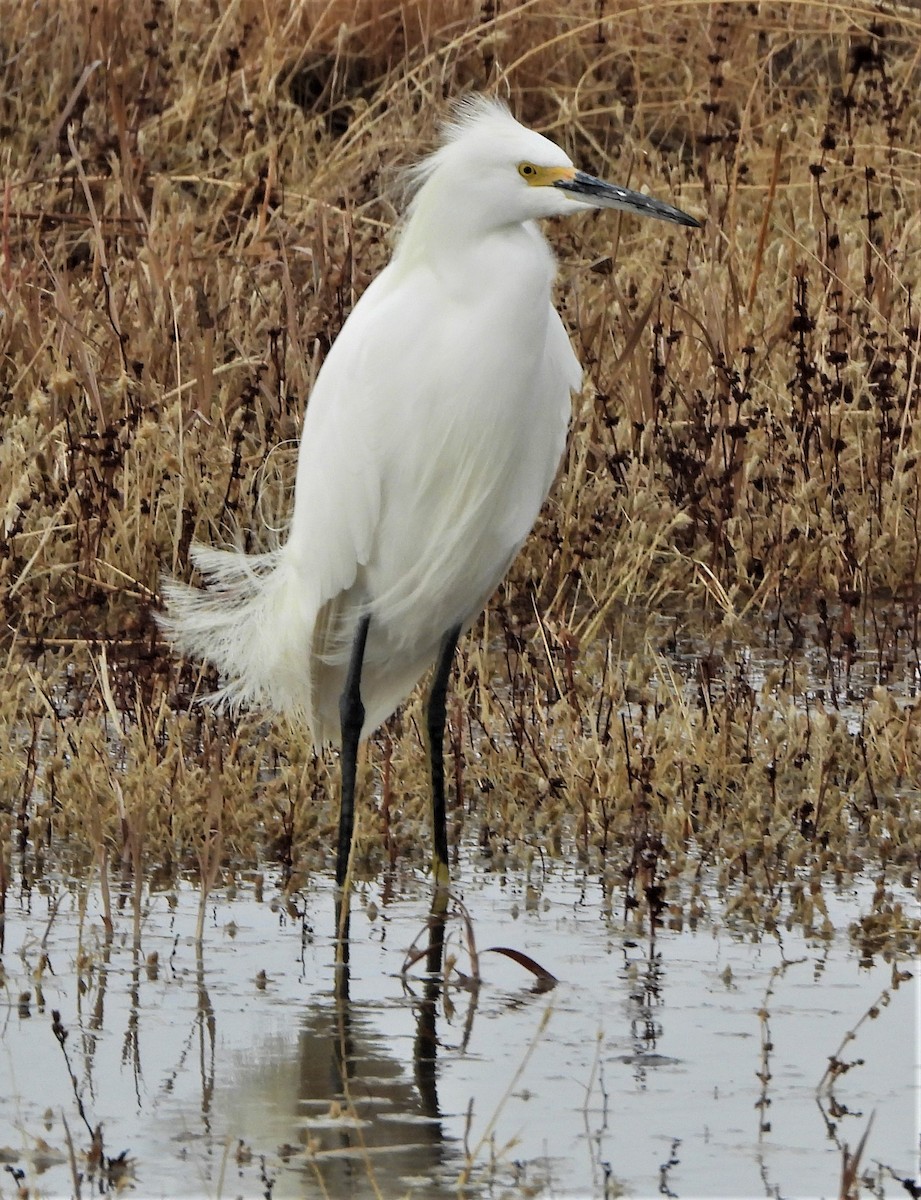 Snowy Egret - ML513273911