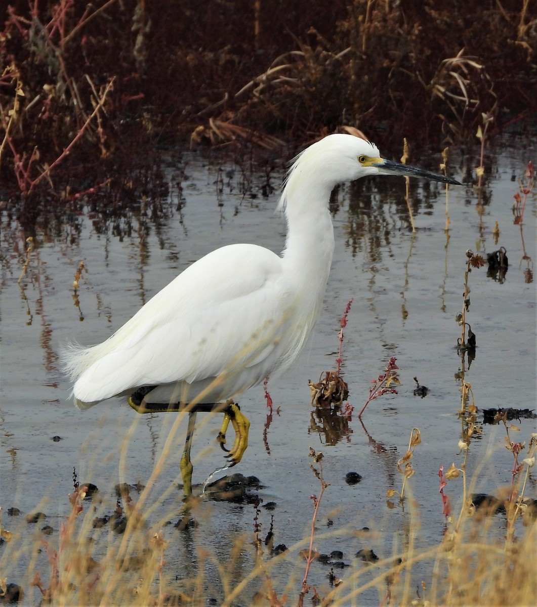 Snowy Egret - ML513273931