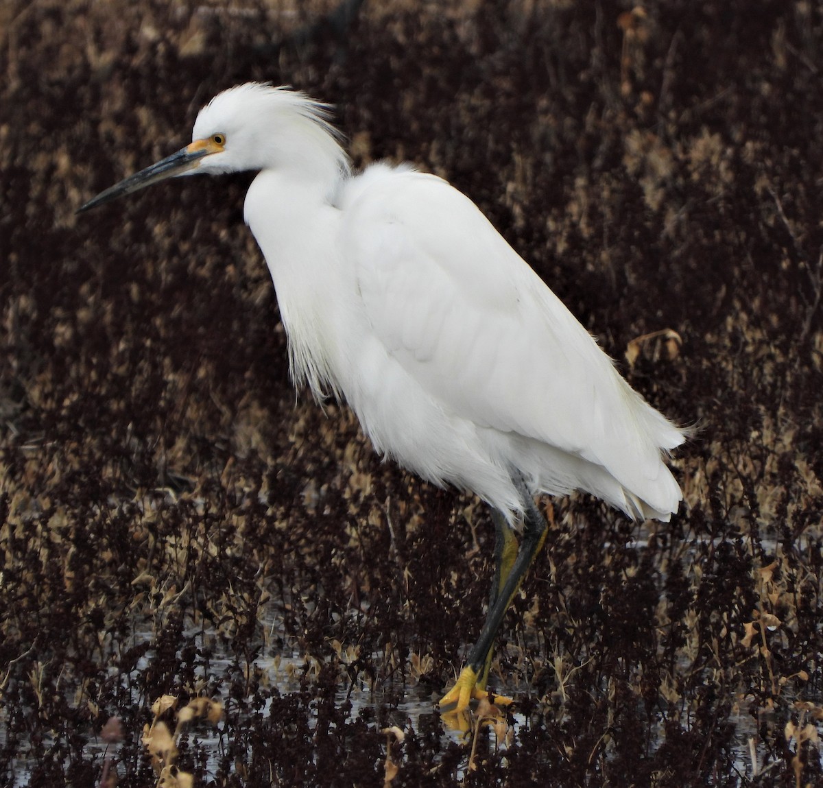 Snowy Egret - ML513273941