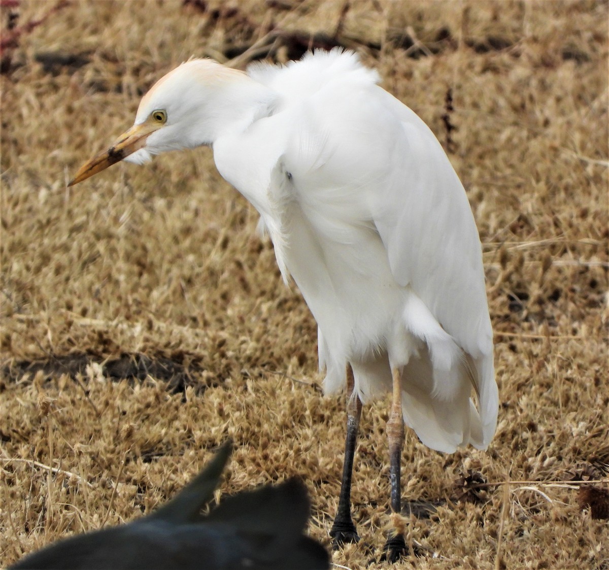 Western Cattle Egret - Lynn Scarlett